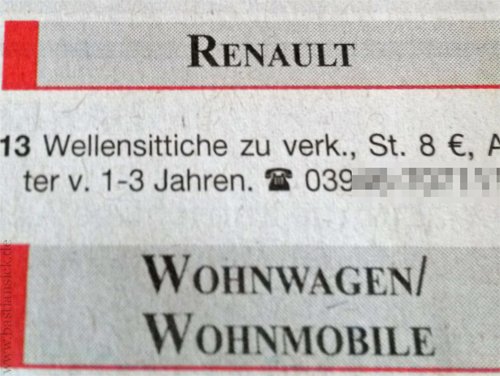 13 Wellensittiche von Renault_WZ (Zeitung Super-Sonntag, Quedlinburg) © Lisa Marie-Mai 25.09.2014 Kopie_H4DlxShC_f.jpg